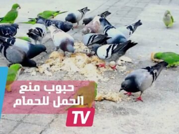 حبوب منع الحمل لحمام برشلونة بدل قرار الإعدام