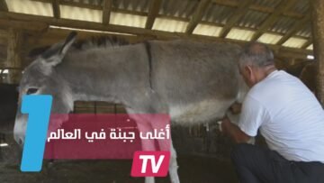 جبنة الحمير.. الأغلى في العالم