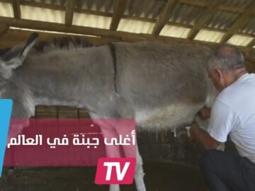 جبنة الحمير.. الأغلى في العالم