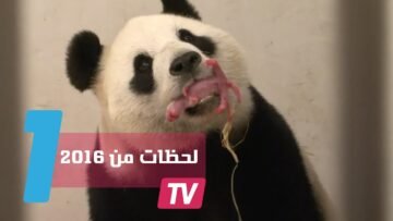 لحظات مؤثرة من عام 2016