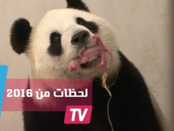 لحظات مؤثرة من عام 2016