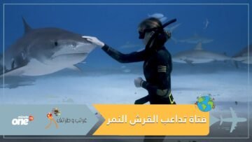 مشهد مرعب لفتاة تداعب قرشا ضخما تحت الماء