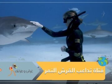 مشهد مرعب لفتاة تداعب قرشا ضخما تحت الماء