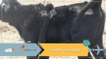 عجل بقدم خامسة يثير دهشة واسعة