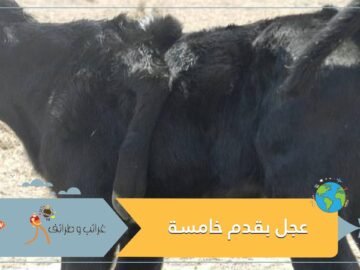 عجل بقدم خامسة يثير دهشة واسعة