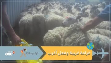فرض غرامة غريبة على مربي مواشي.. وما فعله أغرب