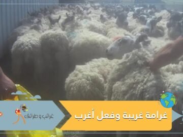 فرض غرامة غريبة على مربي مواشي.. وما فعله أغرب