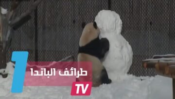 فيديو طريف.. الباندا يلاعب تمثال الثلج
