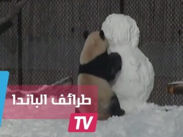 فيديو طريف.. الباندا يلاعب تمثال الثلج