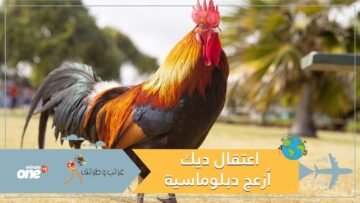 الشرطة الجزائرية تعتقل ديكا بتهمة إزعاج دبلوماسية إيطالية