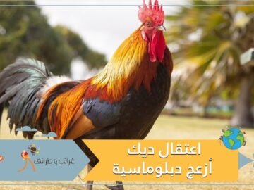 الشرطة الجزائرية تعتقل ديكا بتهمة إزعاج دبلوماسية إيطالية