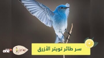 طائر تويتر الأزرق يعيش في المكسيك