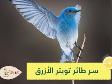 طائر تويتر الأزرق يعيش في المكسيك