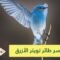 طائر تويتر الأزرق يعيش في المكسيك