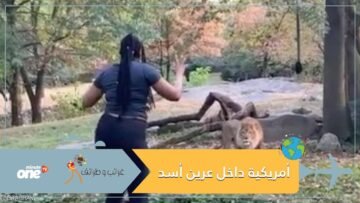 بعد أن دخلت عرينه حتى الأسد وجد الأمر غريبا