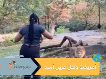 بعد أن دخلت عرينه   حتى الأسد وجد الأمر غريبا