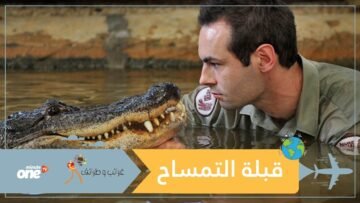 شاهد مغامرة تقبل أكبر تمساح في الولايات المتحدة