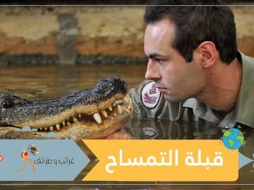 شاهد مغامرة تقبل أكبر تمساح في الولايات المتحدة