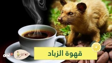 قهوة الزباد تصنع من براز القطط وسعرها خيالي!
