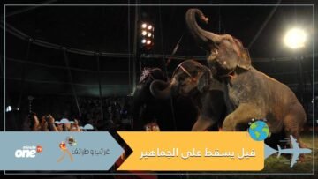 شاهد فيل يسقط على الجمهور ويتسبب في حالة من الفزع