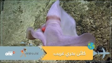 اكتشف شكل أندر فصيلة القنادل البحرية في العالم