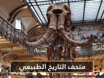 متحف التاريخ الطبيعي رحلة ملايين السنوات إلى الماضي