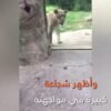 شاهد   كلب شجاع يحاول حماية صاحبته من أسد في حديقة الحيوان
