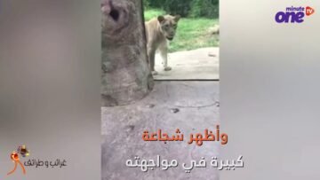 شاهد   كلب شجاع يحاول حماية صاحبته من أسد في حديقة الحيوان