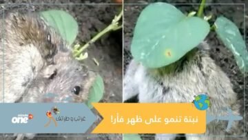 عجيب نمو أوراق وساق لنبات فول الصويا على فأر