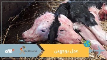 شاهد عجل بوجهين يثير دهشة المزارعين في البرازيل