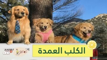 كيف أصبح هذا الكلب عمدة لبلدة أميركية؟ إليكم قصته