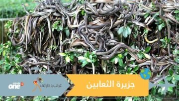 شاهد جزيرة في العالم لا تسكنها سوى الثعابين القاتلة!