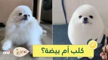 شاهد قصة شعر مذهلة تحول الكلب بوم بوم إلى بيضة كبيرة مثيرة للإعجاب