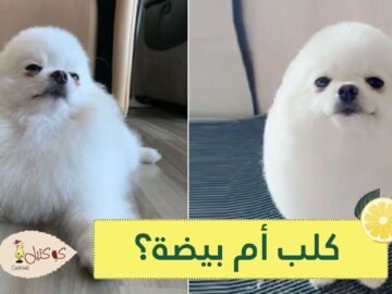 شاهد قصة شعر مذهلة تحول الكلب بوم بوم إلى بيضة كبيرة مثيرة للإعجاب