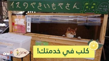 شاهد   كلب يدير كشكا للبطاطس الحلوة في اليابان