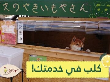 شاهد   كلب يدير كشكا للبطاطس الحلوة في اليابان