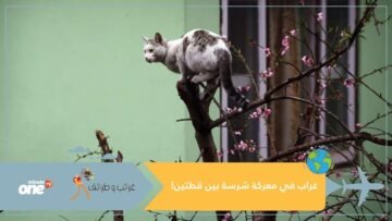 غراب فضولي يصبح بطلا بعد تدخله في شجار شرس