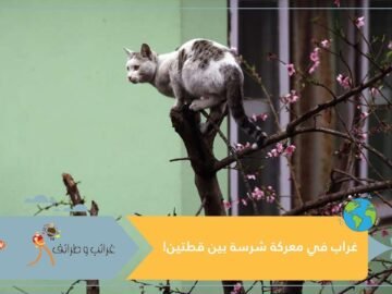 غراب فضولي يصبح بطلا بعد تدخله في شجار شرس