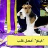 كينغ  أفضل كلب في عرض نيويوركي   تعرف عليه