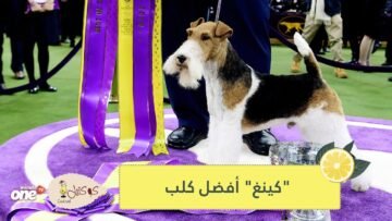 كينغ  أفضل كلب في عرض نيويوركي   تعرف عليه