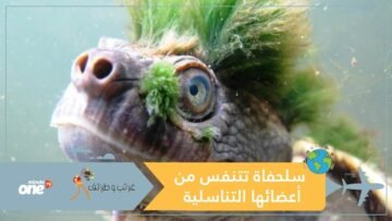 قائمة الكائنات المهددة بالانقراض  أبرزها سلحفاة تتنفس من أعضائها التناسلية