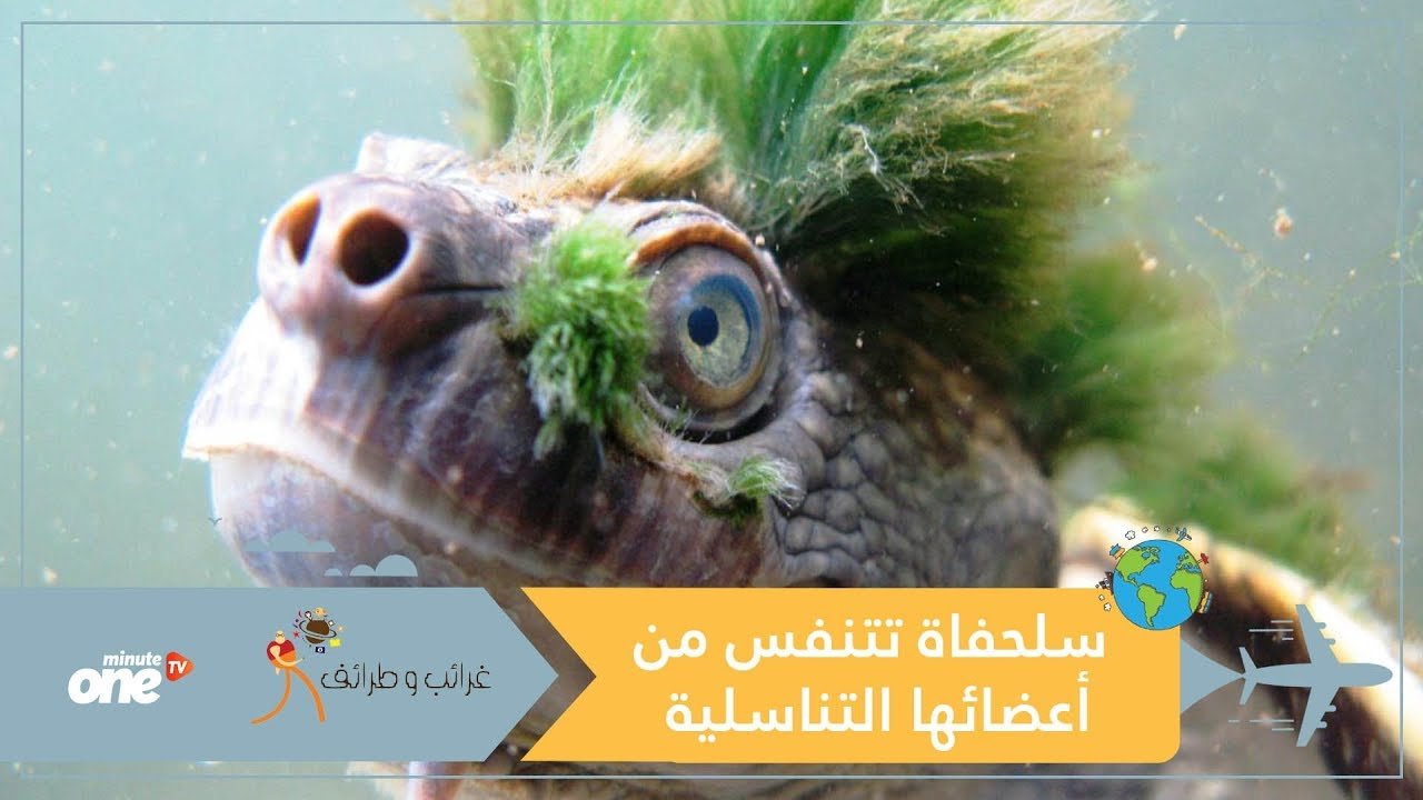 التحميل المسبق صورة