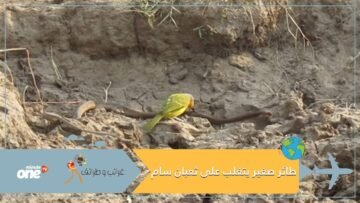 طائر صغير من أكلة الحشرات  يتغلب على ثعبان سام كبير