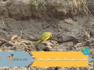طائر صغير من أكلة الحشرات  يتغلب على ثعبان سام كبير