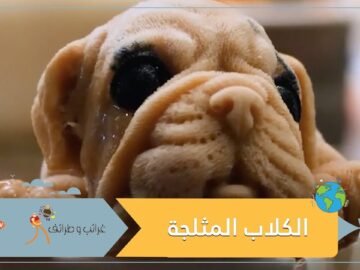 مثلجات على هيئة كلاب تبدو أقرب إلى الحقيقة   تريد تذوقها؟