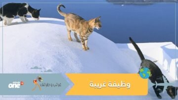 إقبال متزايد على وظيفة غريبة بجزيرة يونانية خلابة   هذه تفاصيلها