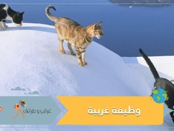 إقبال متزايد على وظيفة غريبة بجزيرة يونانية خلابة   هذه تفاصيلها