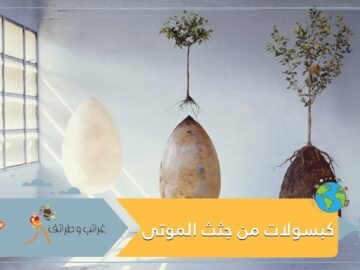 كبسولات من جثث الموتى   لتحويل المقابر إلى غابات!