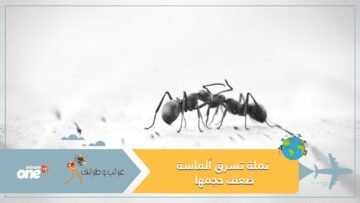 في ظاهرة غريبة سرقة نملة لألماسة تفوقها وزنا وحجما