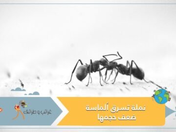 في ظاهرة غريبة سرقة نملة لألماسة تفوقها وزنا وحجما